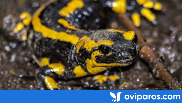 salamandra negra con amarillo, oviparos