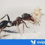hormiga comiendo